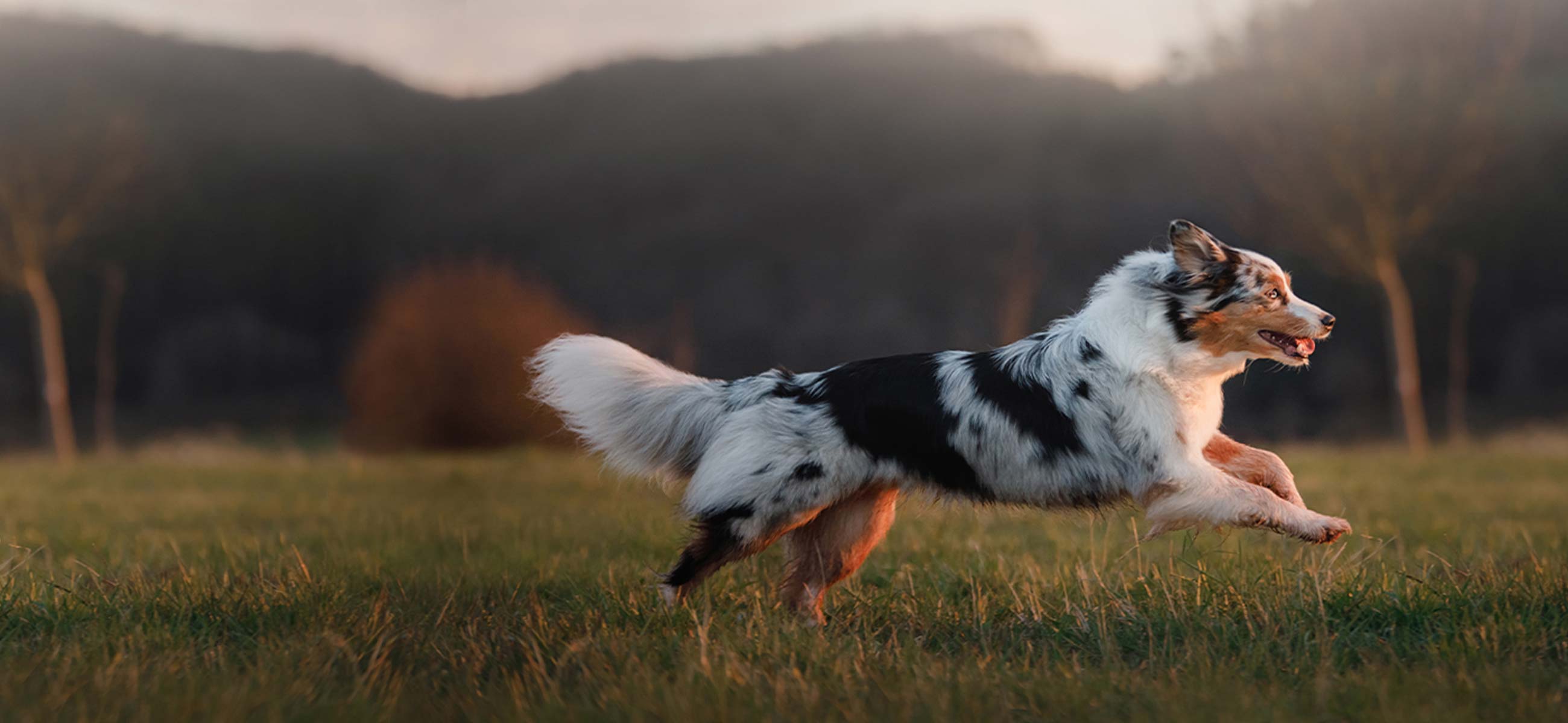 Australian shepherd running in field at dusk