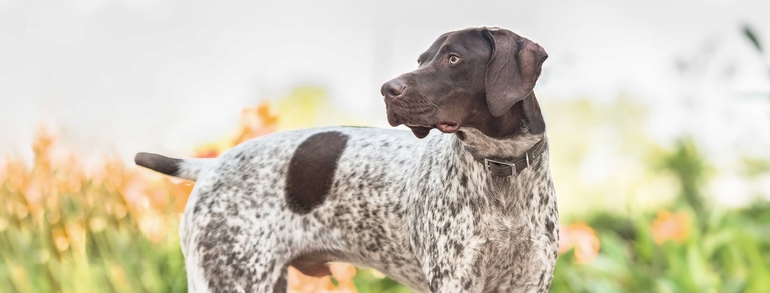 Pointer outside in sunny garden