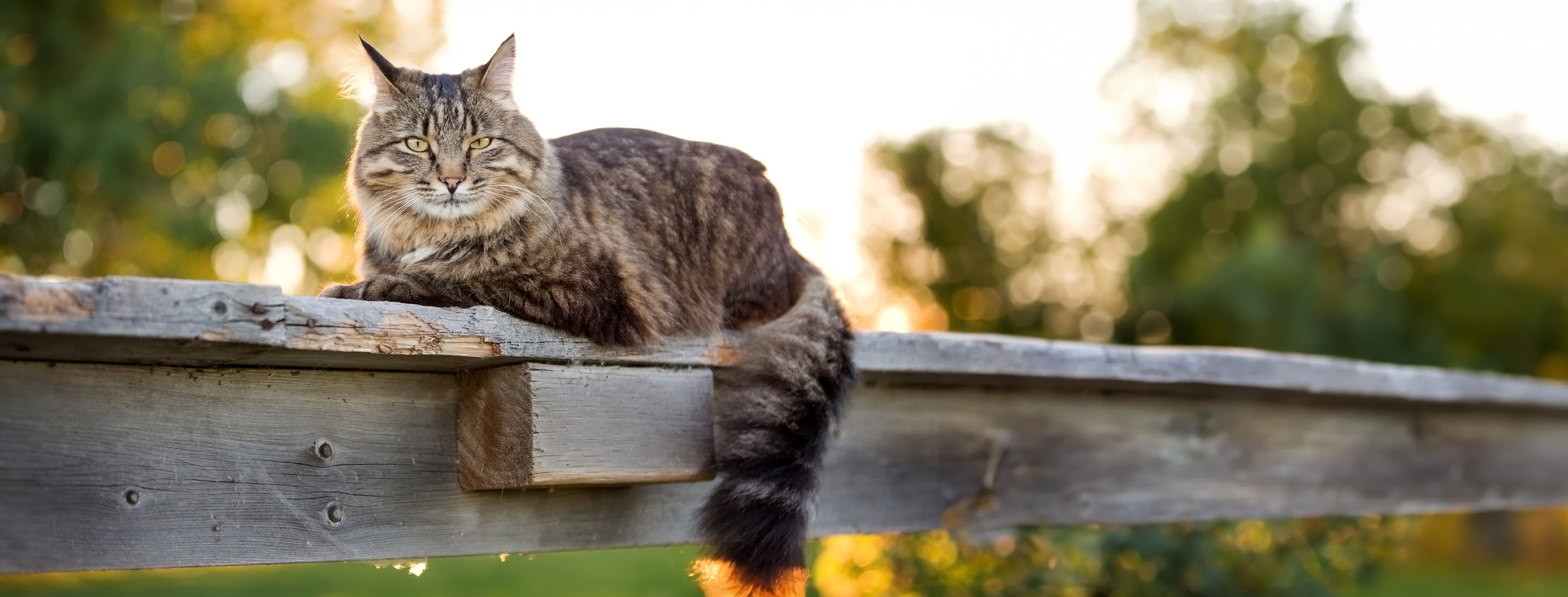 Fuzzy grey cat laying on wooden post