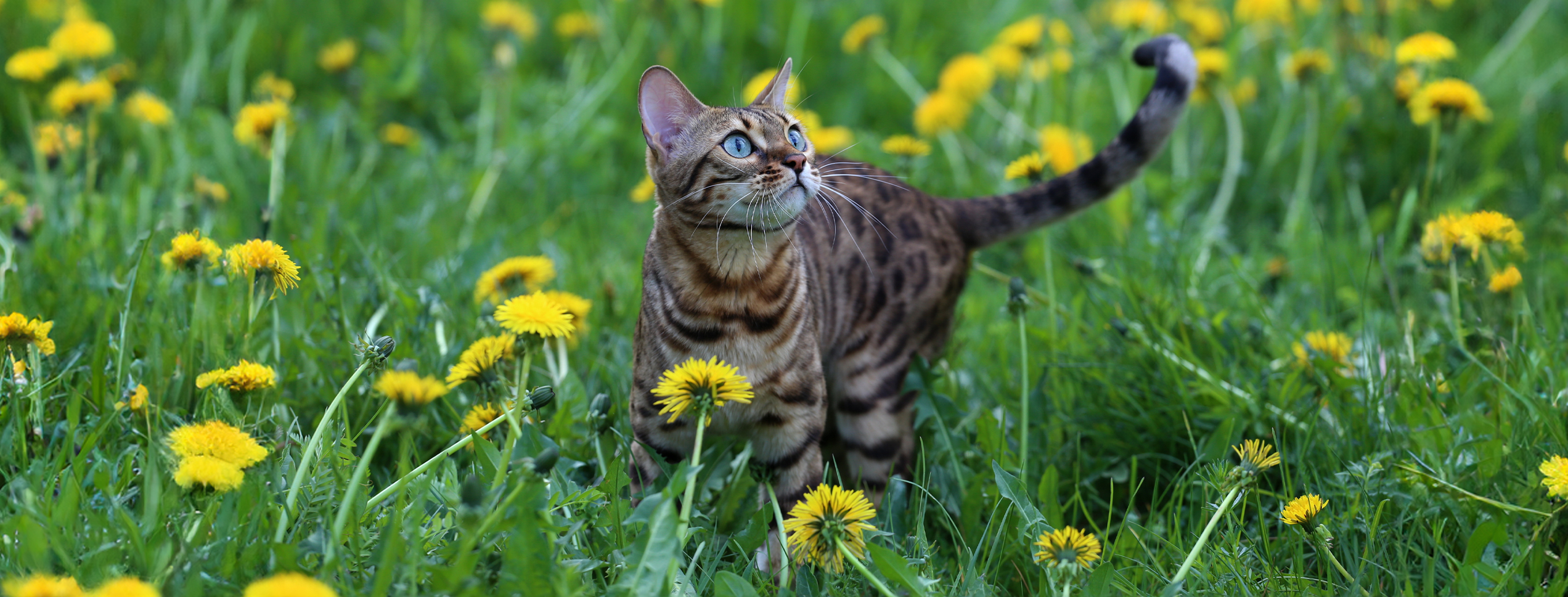 cat walking