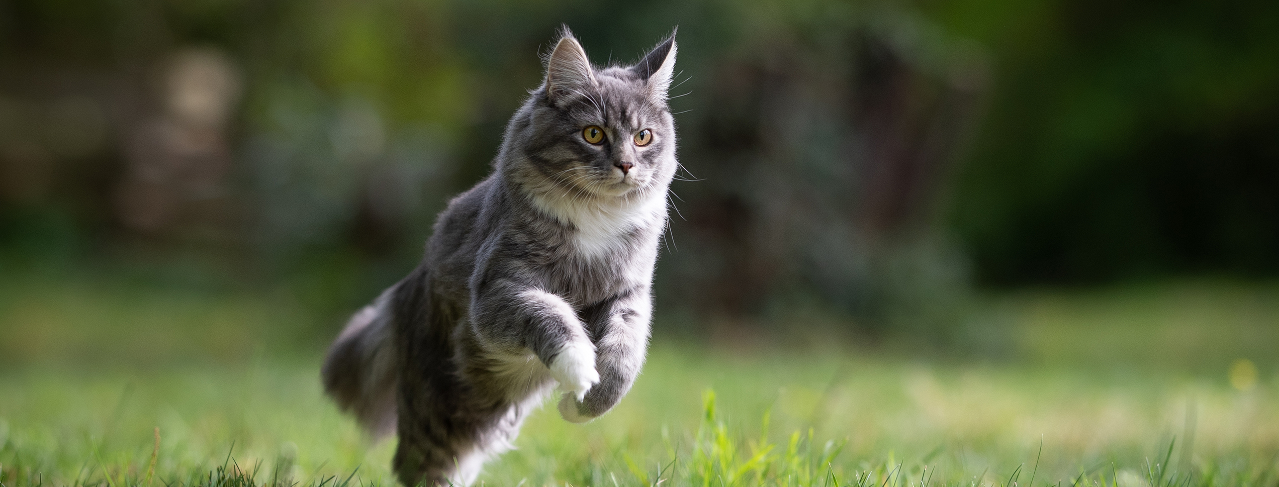 Orange cat walking down dirt path