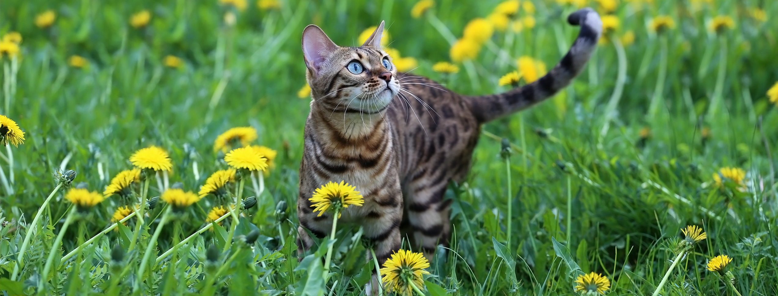 cat walking