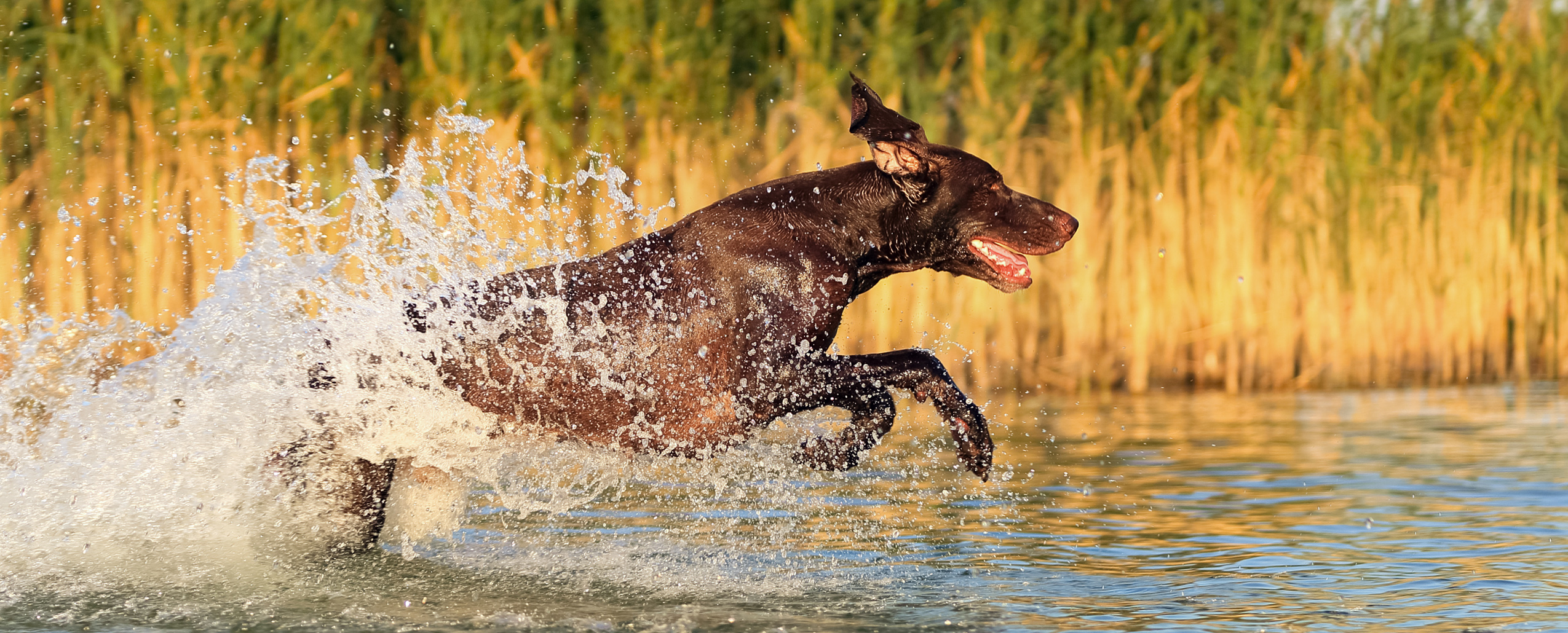 black lab sitting in forest