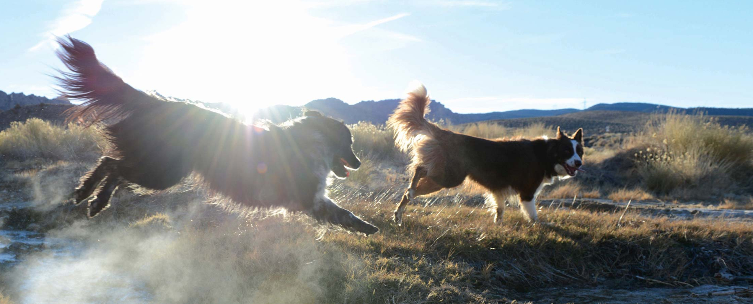 Two dogs leaping and playing in a field