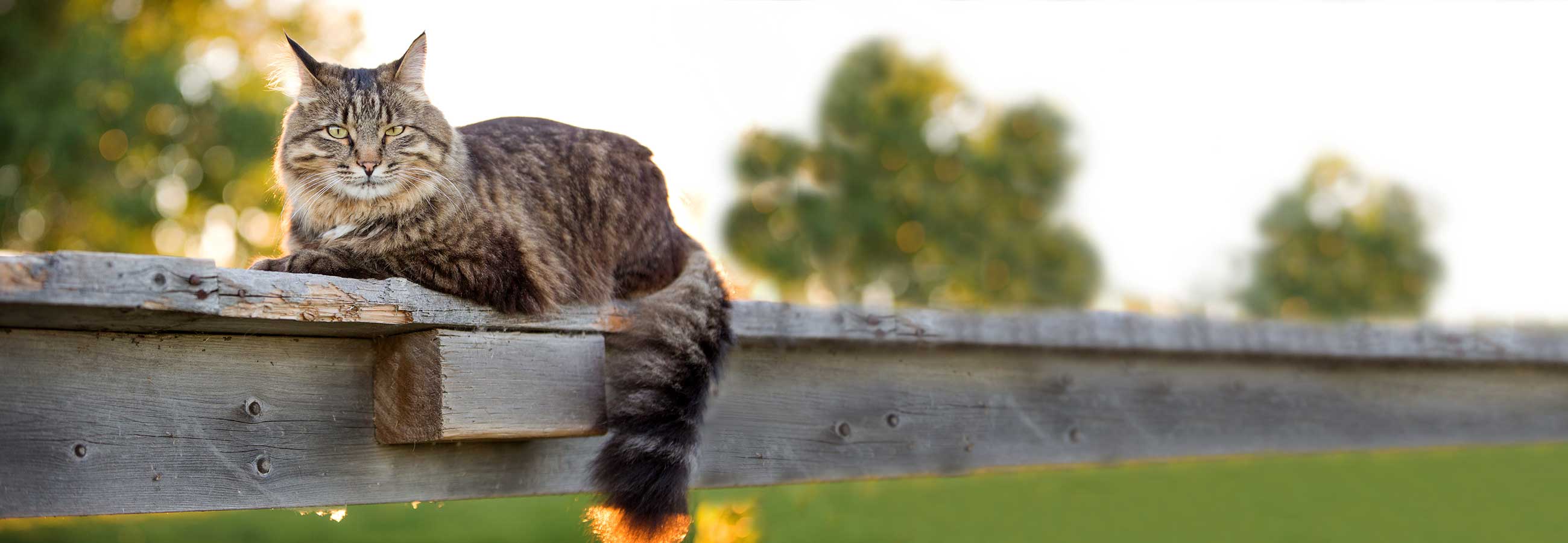 Fuzzy grey cat laying on wooden post
