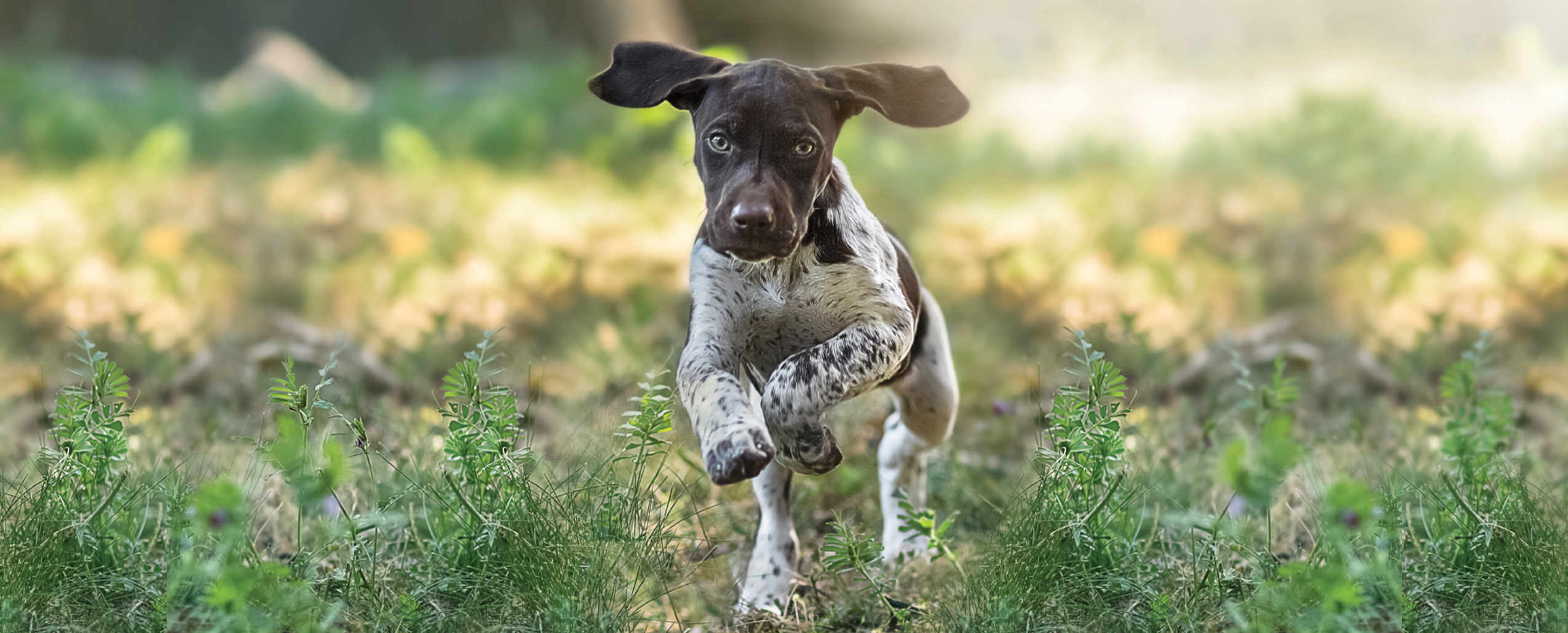 Black labrador retriever dog outside in the sun playing fetch by a lake