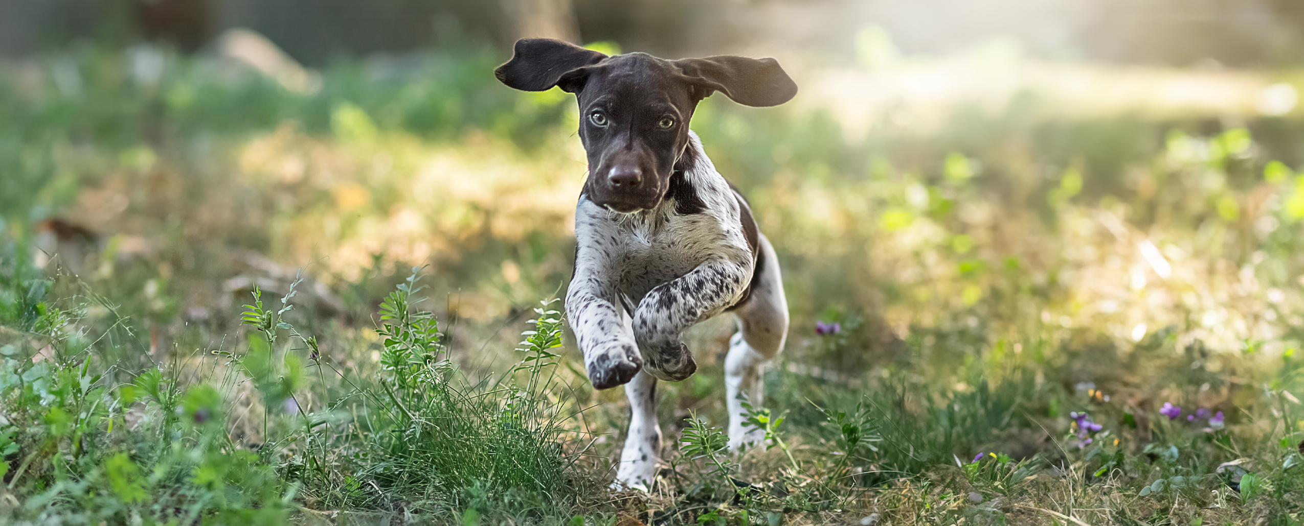 Black labrador retriever dog outside in the sun playing fetch by a lake