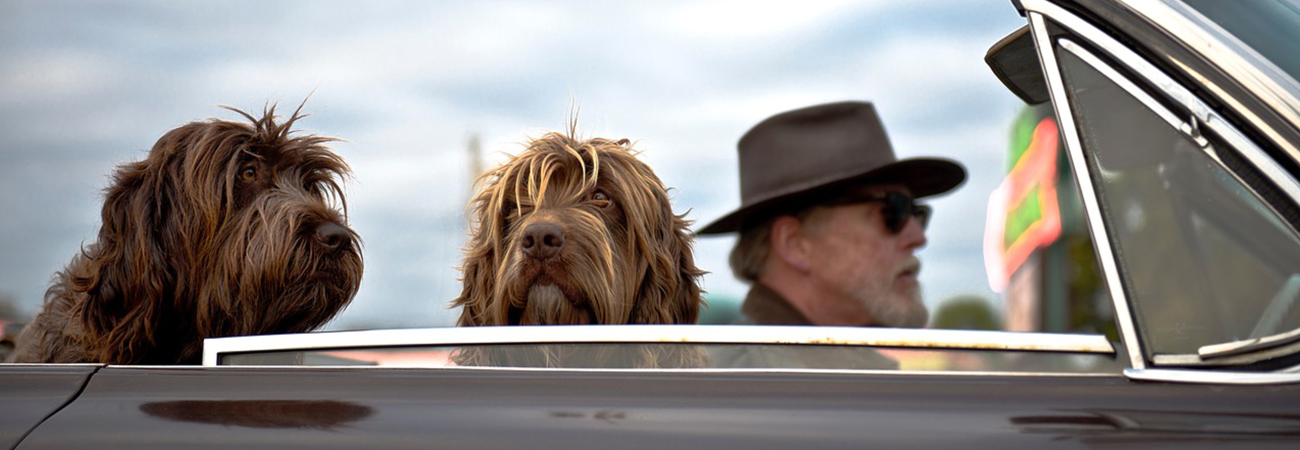 Wire Hair Pointers in the Car
