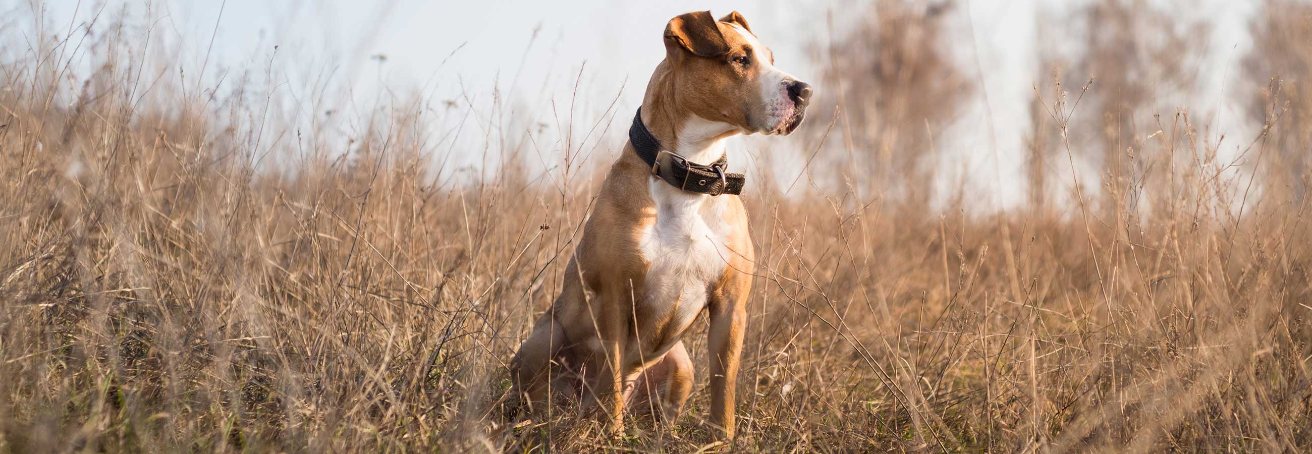 American staffordshire terrier sitting in tall grassy field