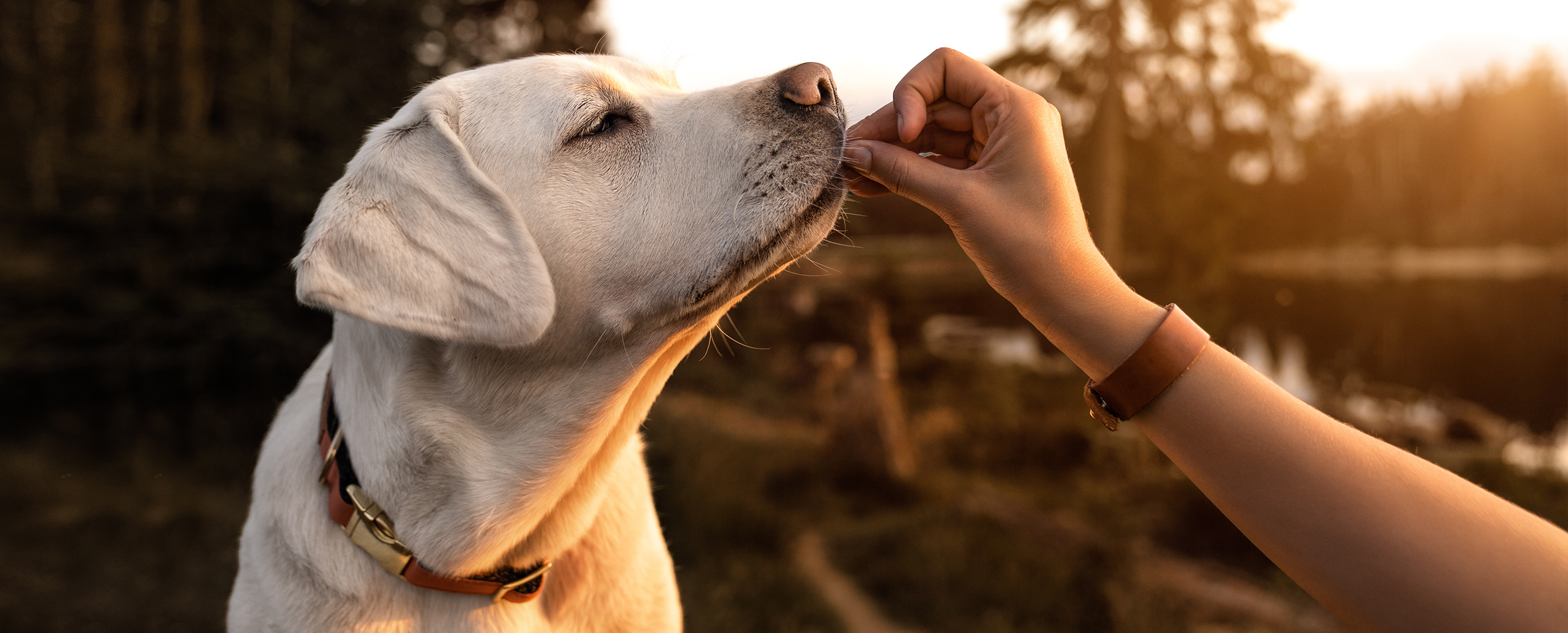 Yellow labrador retriever eating dog food off the floor