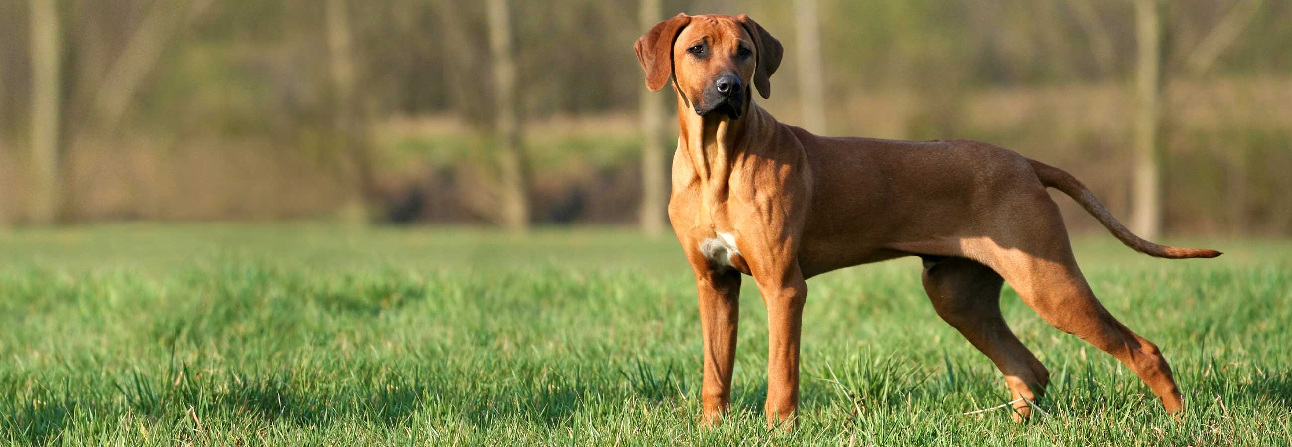 Healthy rhodesian ridgeback standing alert