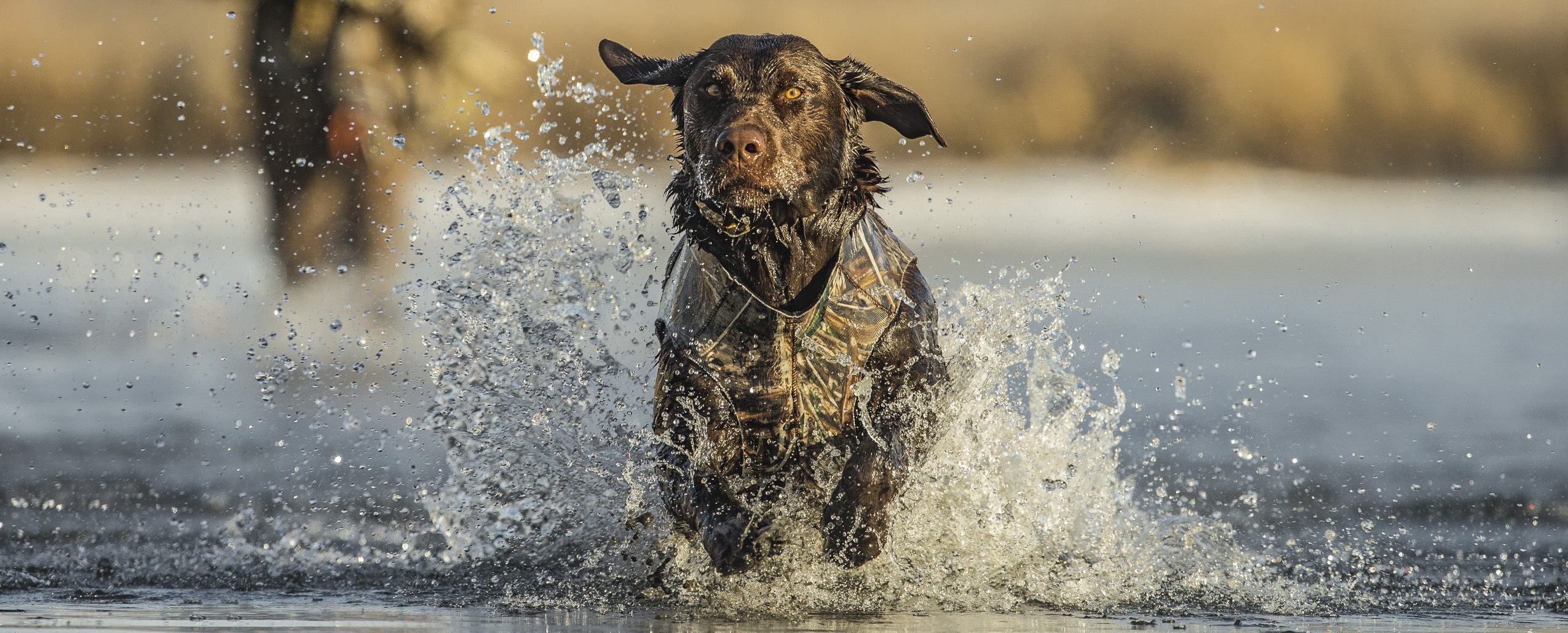 Camo Duck Dog