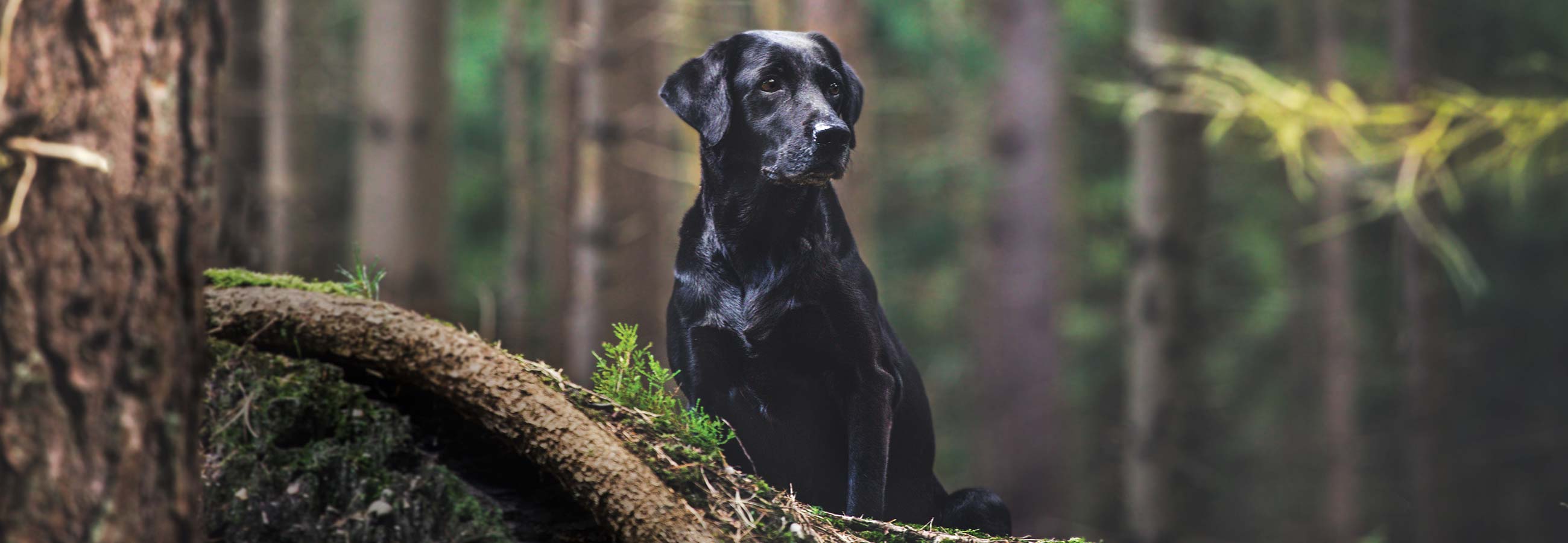 black lab sitting in forest