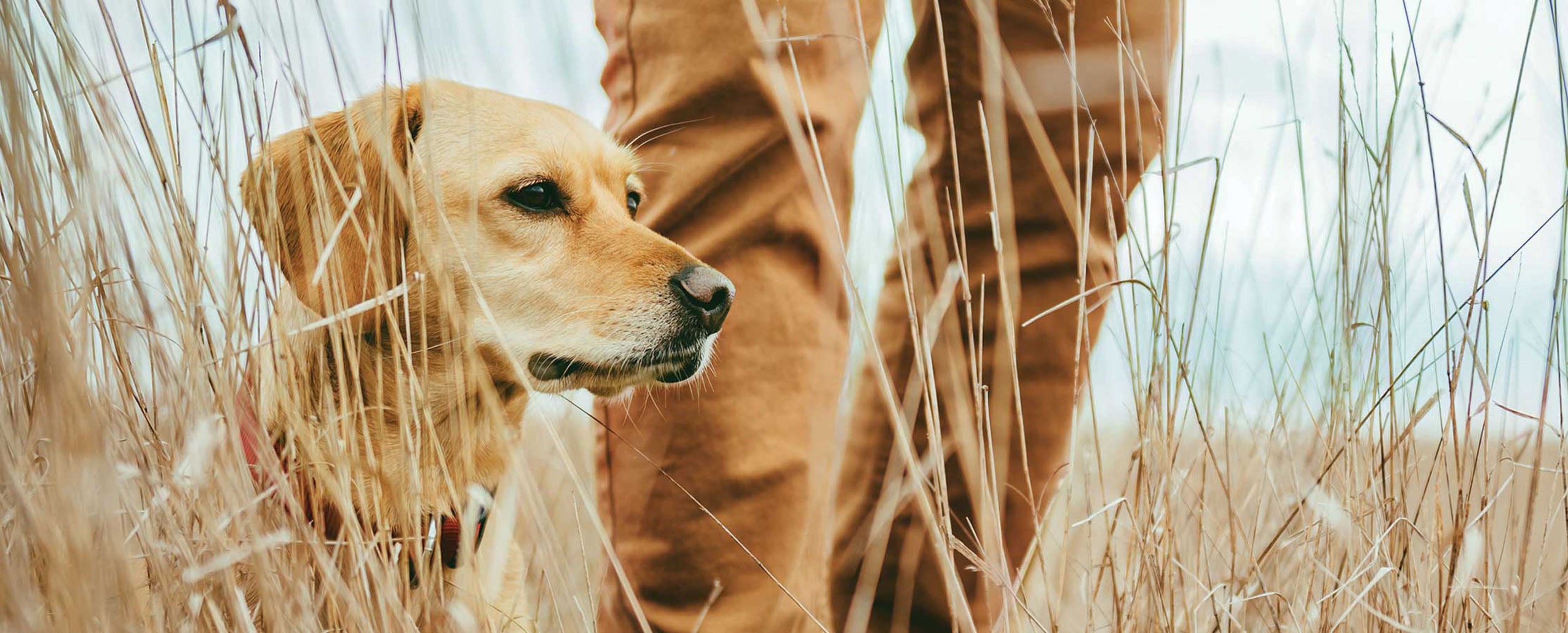 Yellow lab in front of person's legs in field